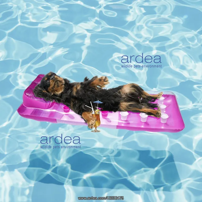 : Cavalier King Charles Spaniel dog lounging on lilo : Cavalier King Charles Spaniel dog lounging on lilo