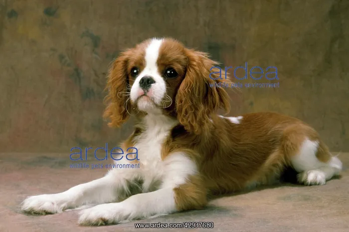  : Cavalier King Charles Spaniel Dog - lying down