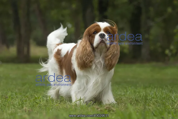  : Cavalier King Charles Spaniel Dog outdoors