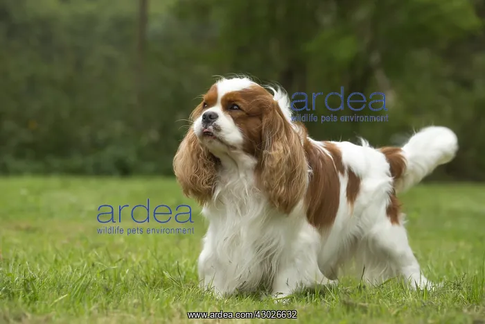  : Cavalier King Charles Spaniel Dog outdoors
