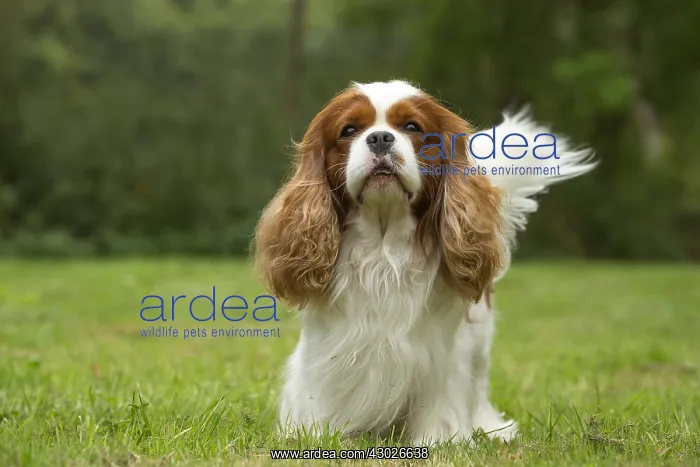  : Cavalier King Charles Spaniel Dog outdoors