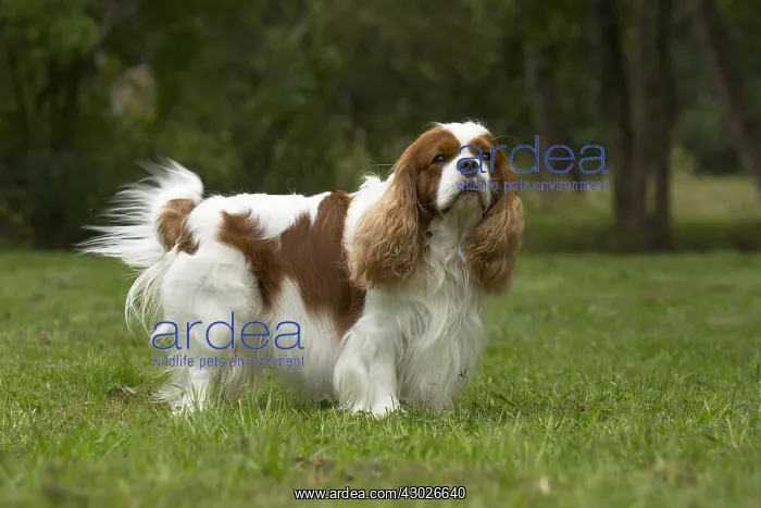  : Cavalier King Charles Spaniel Dog outdoors