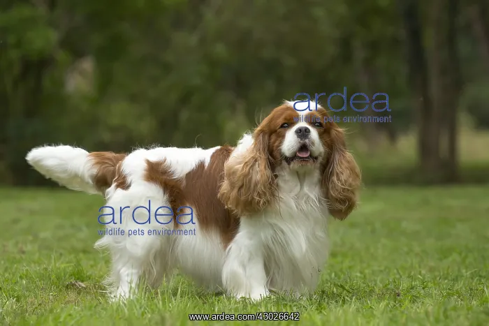  : Cavalier King Charles Spaniel Dog outdoors
