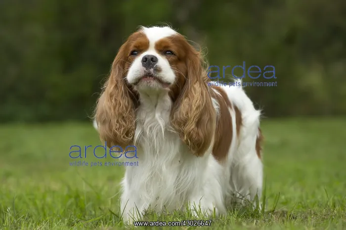  : Cavalier King Charles Spaniel Dog outdoors