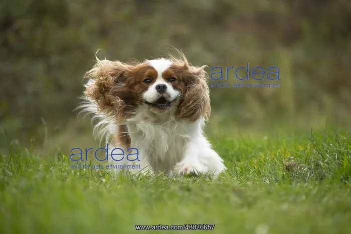  : Cavalier King Charles Spaniel Dog outdoors