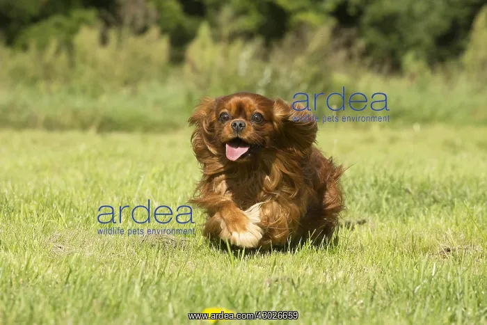  : Cavalier King Charles Spaniel Dog outdoors
