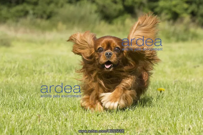 : Cavalier King Charles Spaniel Dog outdoors : Cavalier King Charles Spaniel Dog outdoors