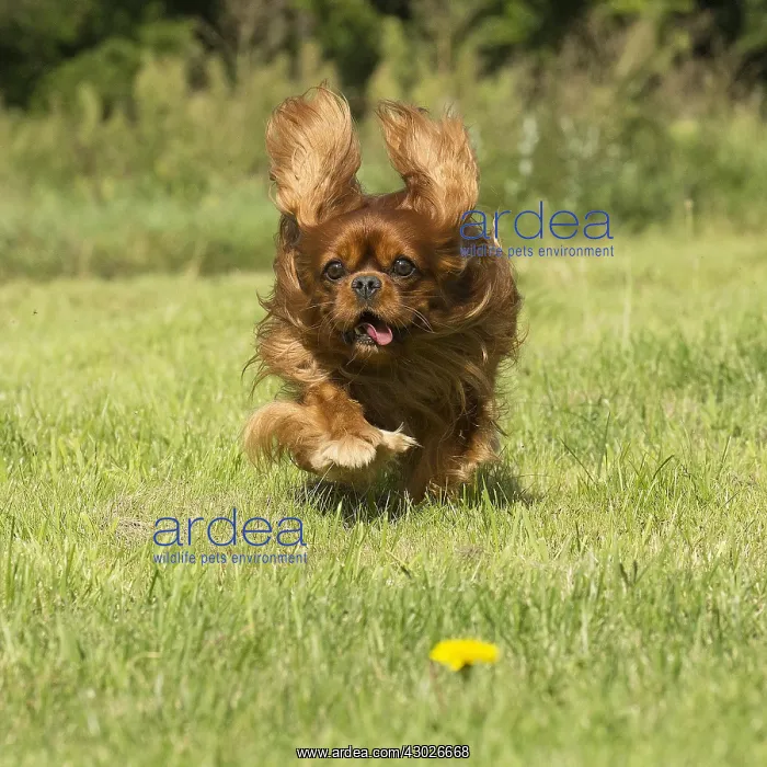 : Cavalier King Charles Spaniel Dog outdoors : Cavalier King Charles Spaniel Dog outdoors
