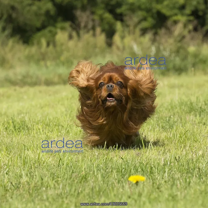 : Cavalier King Charles Spaniel Dog outdoors : Cavalier King Charles Spaniel Dog outdoors