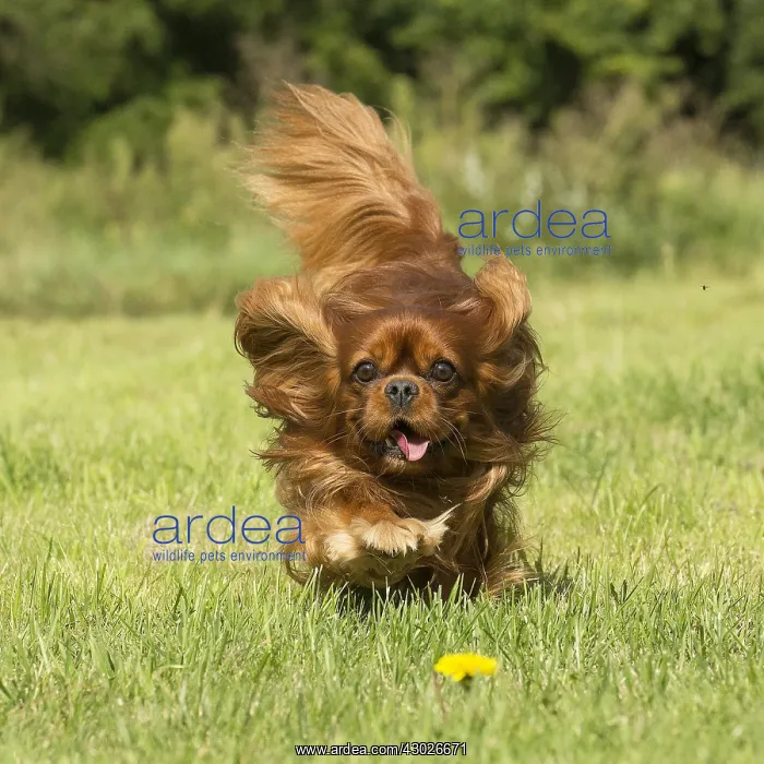 : Cavalier King Charles Spaniel Dog outdoors : Cavalier King Charles Spaniel Dog outdoors