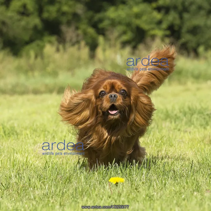 : Cavalier King Charles Spaniel Dog outdoors : Cavalier King Charles Spaniel Dog outdoors