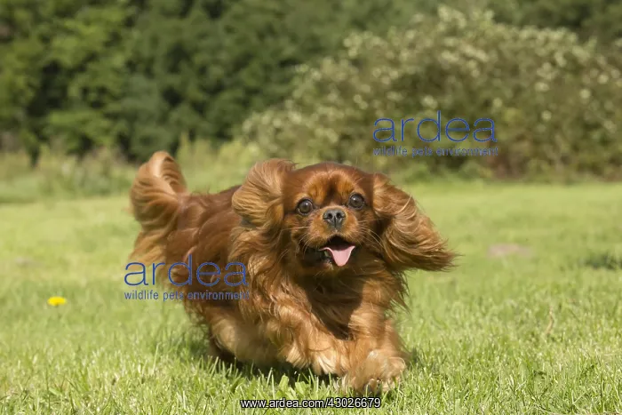 : Cavalier King Charles Spaniel Dog outdoors : Cavalier King Charles Spaniel Dog outdoors