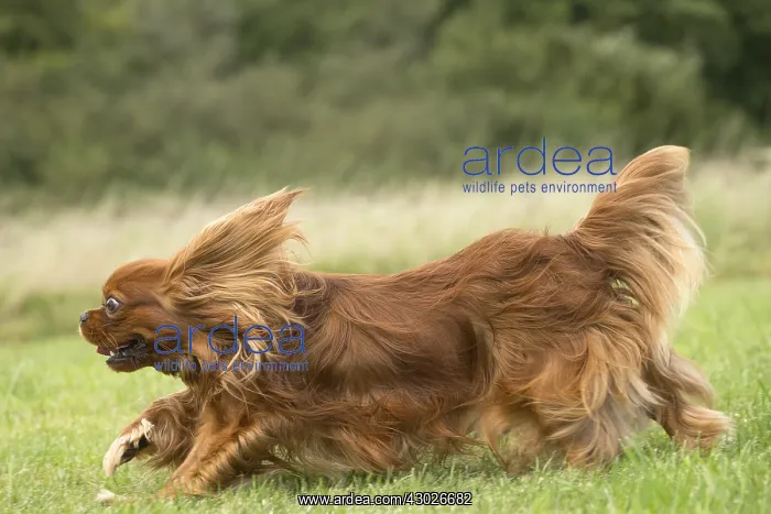  : Cavalier King Charles Spaniel Dog outdoors