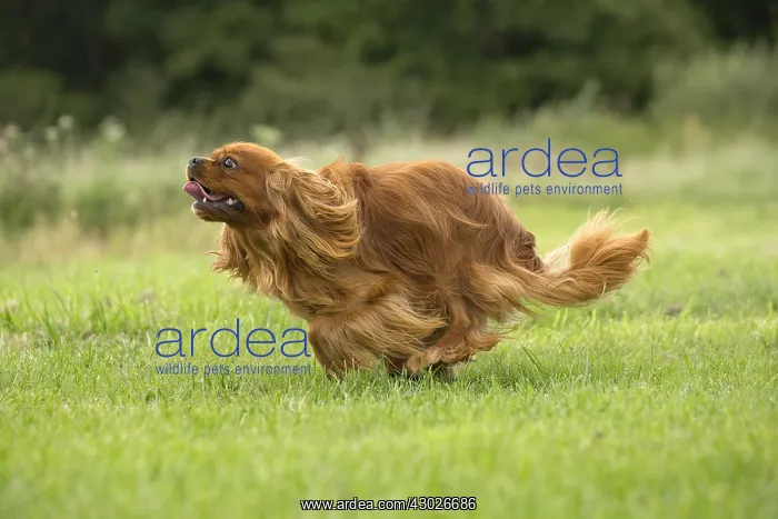  : Cavalier King Charles Spaniel Dog outdoors