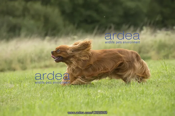 : Cavalier King Charles Spaniel Dog outdoors
