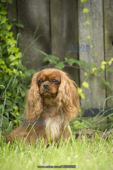  : Cavalier King Charles Spaniel Dog outdoors