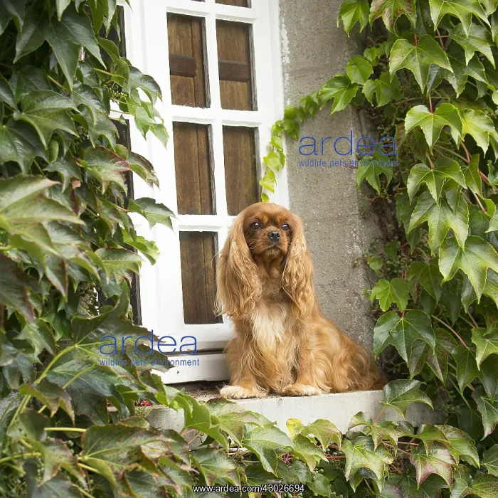  : Cavalier King Charles Spaniel Dog outdoors