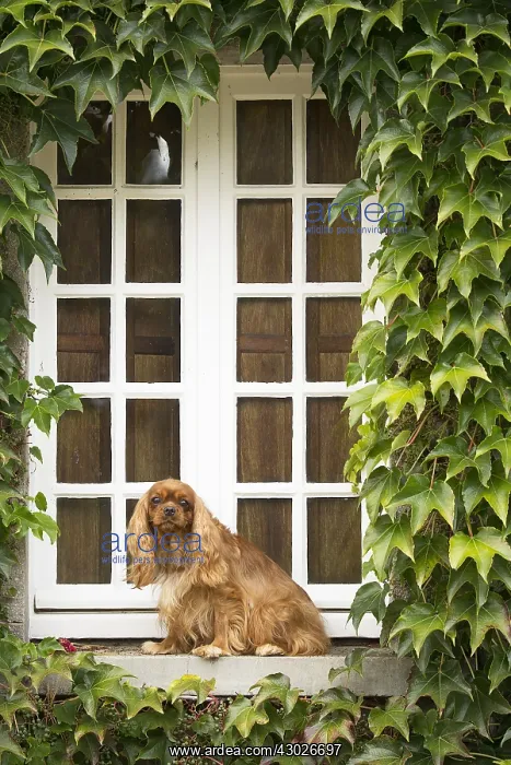  : Cavalier King Charles Spaniel Dog outdoors