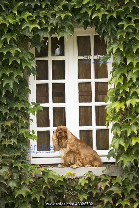  : Cavalier King Charles Spaniel Dog outdoors