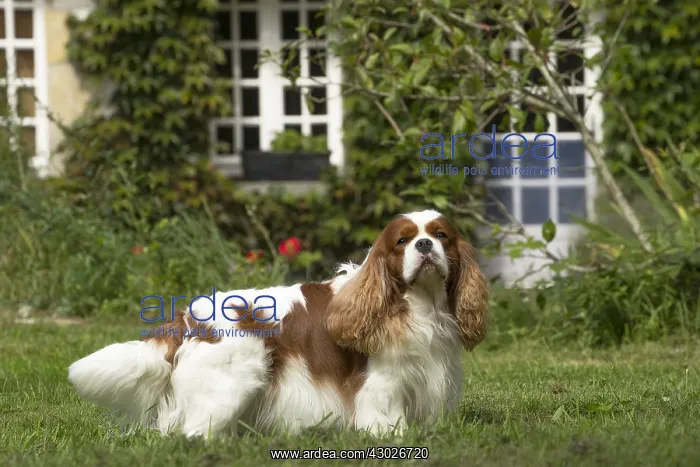  : Cavalier King Charles Spaniel Dog outdoors