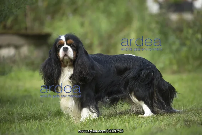  : Cavalier King Charles Spaniel Dog outdoors