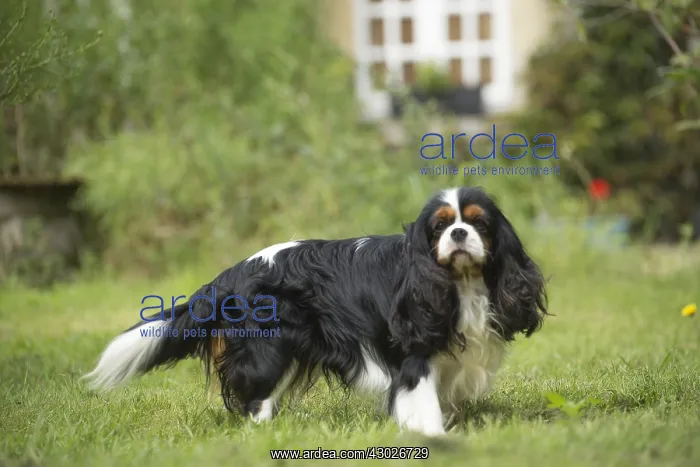  : Cavalier King Charles Spaniel Dog outdoors
