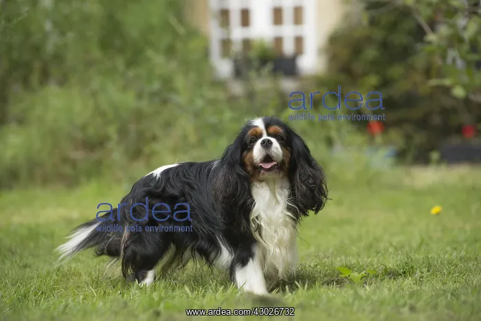  : Cavalier King Charles Spaniel Dog outdoors