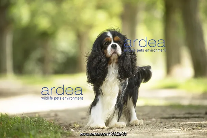  : Cavalier King Charles Spaniel Dog outdoors