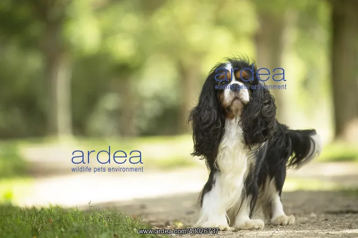  : Cavalier King Charles Spaniel Dog outdoors