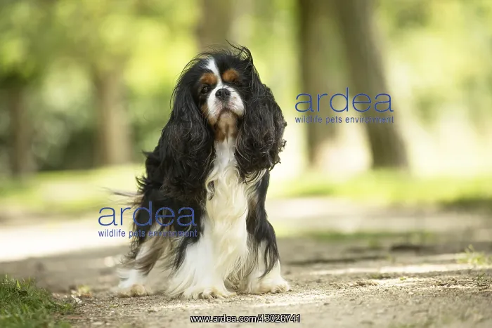 : Cavalier King Charles Spaniel Dog outdoors