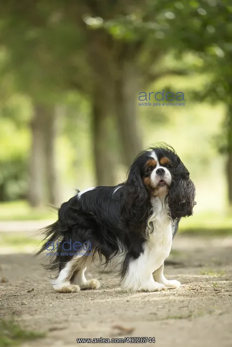  : Cavalier King Charles Spaniel Dog outdoors