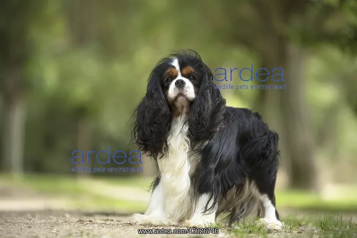  : Cavalier King Charles Spaniel Dog outdoors