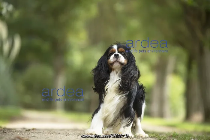  : Cavalier King Charles Spaniel Dog outdoors