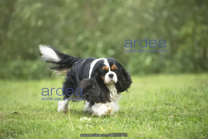  : Cavalier King Charles Spaniel Dog outdoors