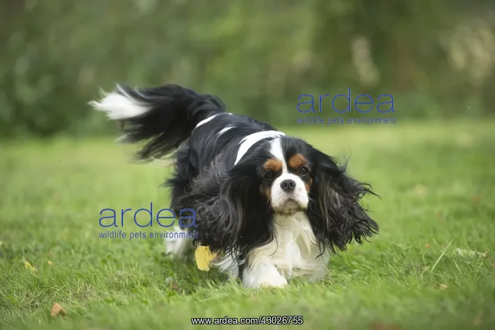  : Cavalier King Charles Spaniel Dog outdoors