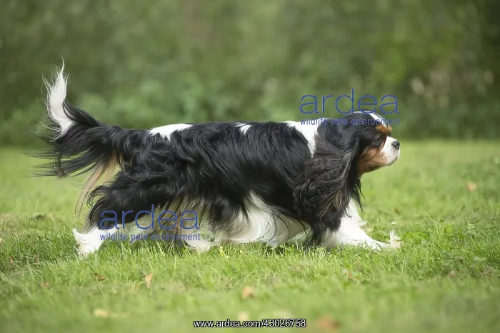  : Cavalier King Charles Spaniel Dog outdoors