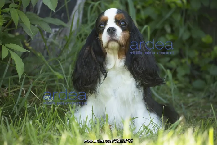  : Cavalier King Charles Spaniel Dog outdoors