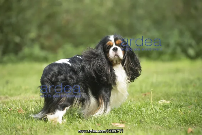  : Cavalier King Charles Spaniel Dog outdoors