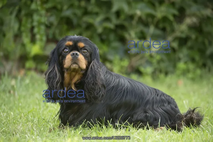  : Cavalier King Charles Spaniel Dog outdoors