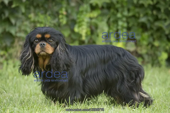  : Cavalier King Charles Spaniel Dog outdoors