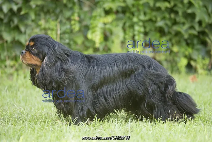  : Cavalier King Charles Spaniel Dog outdoors