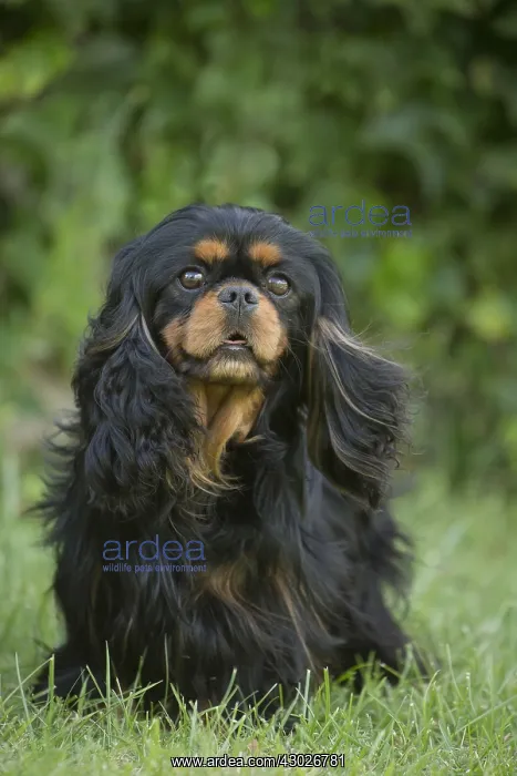  : Cavalier King Charles Spaniel Dog outdoors