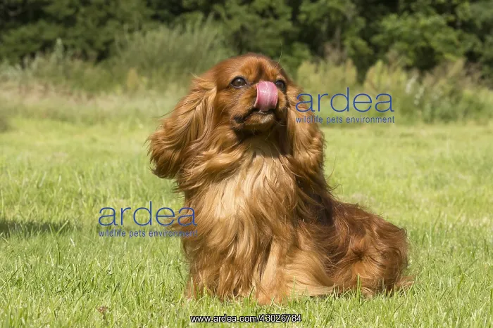  : Cavalier King Charles Spaniel Dog outdoors