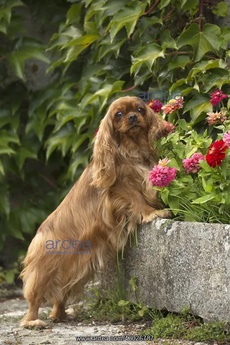  : Cavalier King Charles Spaniel Dog outdoors