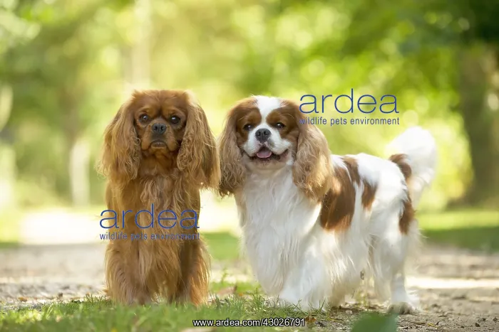  : Cavalier King Charles Spaniel Dog outdoors