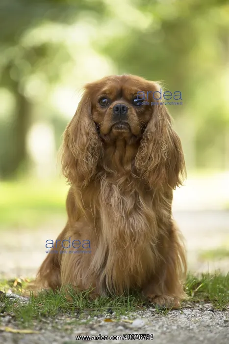  : Cavalier King Charles Spaniel Dog outdoors