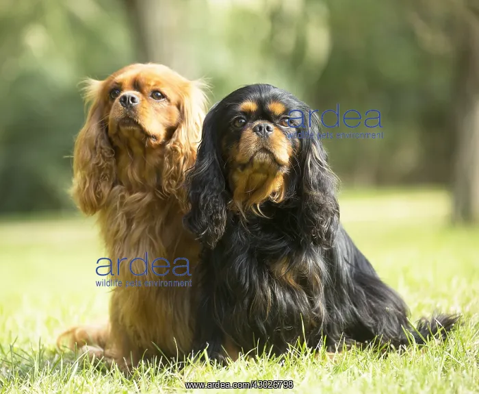  : Cavalier King Charles Spaniel Dog outdoors