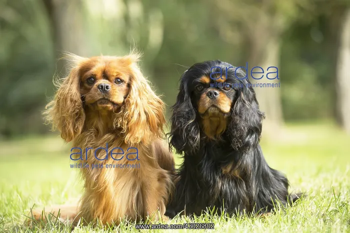  : Cavalier King Charles Spaniel Dog outdoors