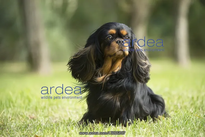  : Cavalier King Charles Spaniel Dog outdoors