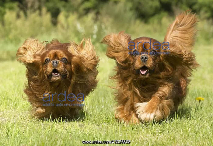  : Cavalier King Charles Spaniel Dog outdoors